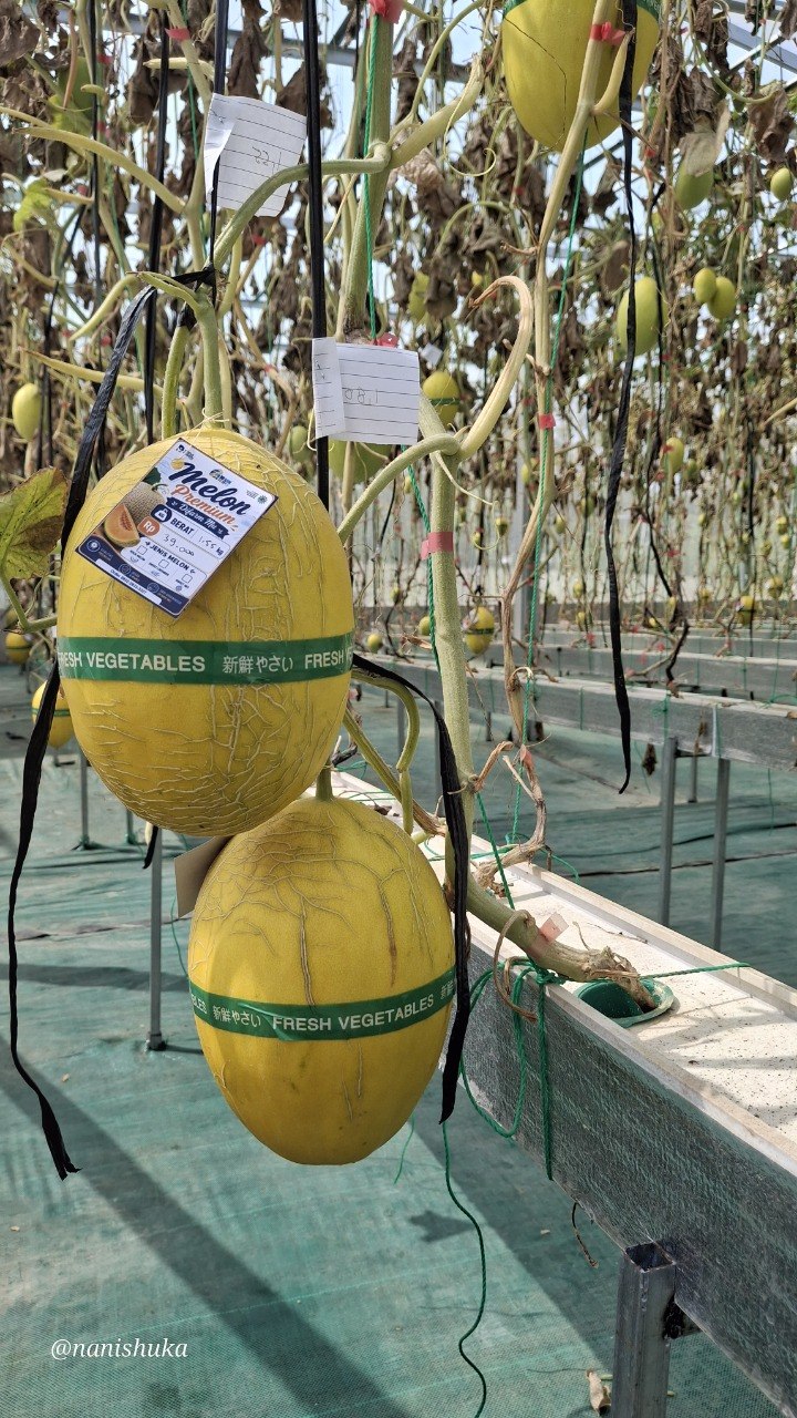 Mau Panen Melon Langsung Dari Kebunnya? Bisa!! - foto pendukung-2