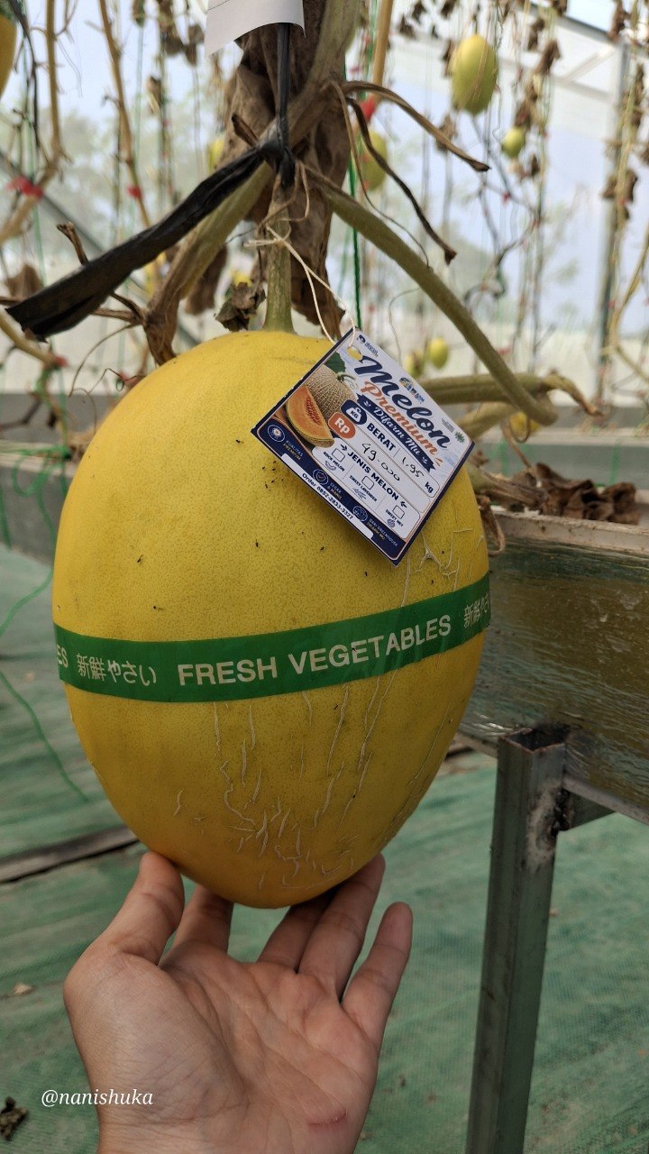 Mau Panen Melon Langsung Dari Kebunnya? Bisa!! - foto pendukung-3