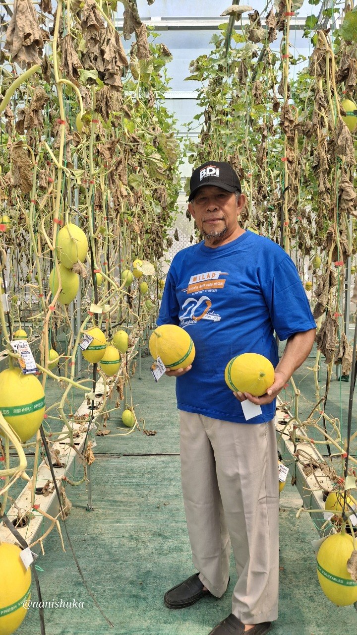 Mau Panen Melon Langsung Dari Kebunnya? Bisa!!